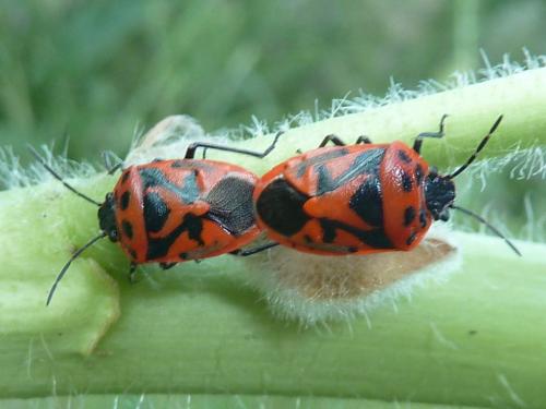 Réf. 183 267 : Eurydema ornata